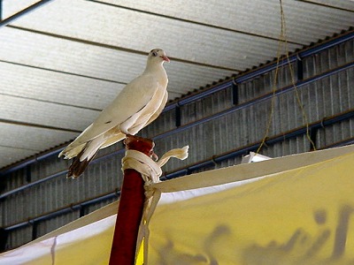 Dove at the peace rally